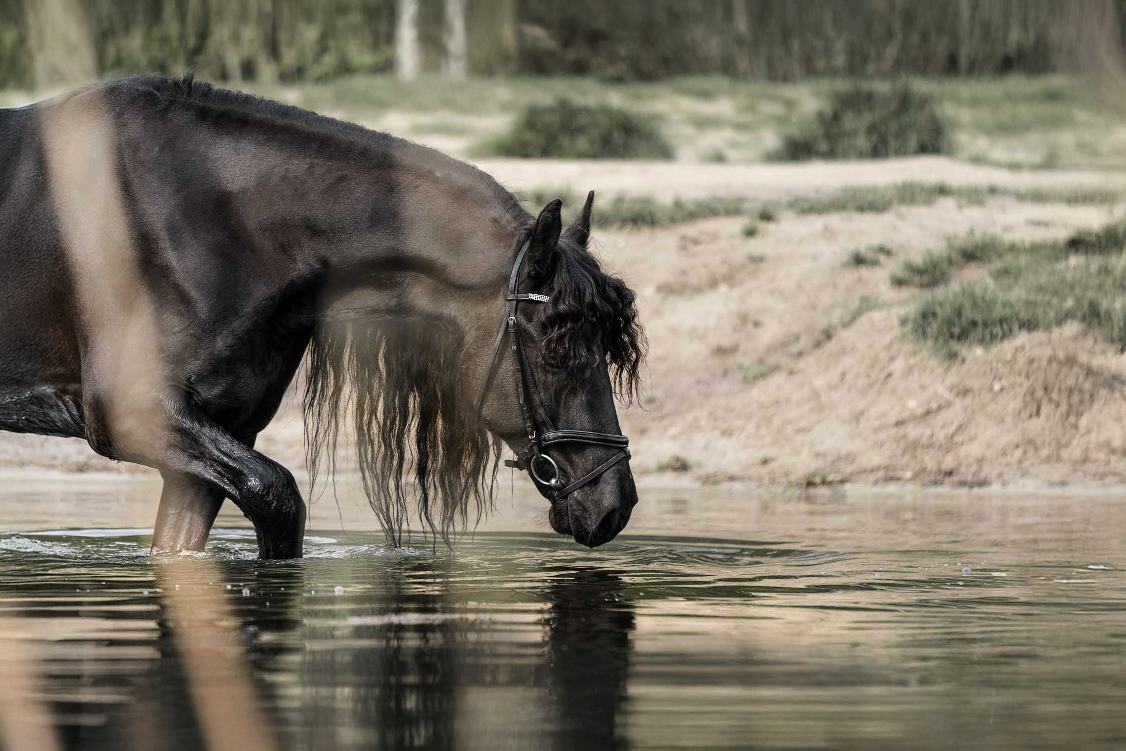 Friese im Wasser