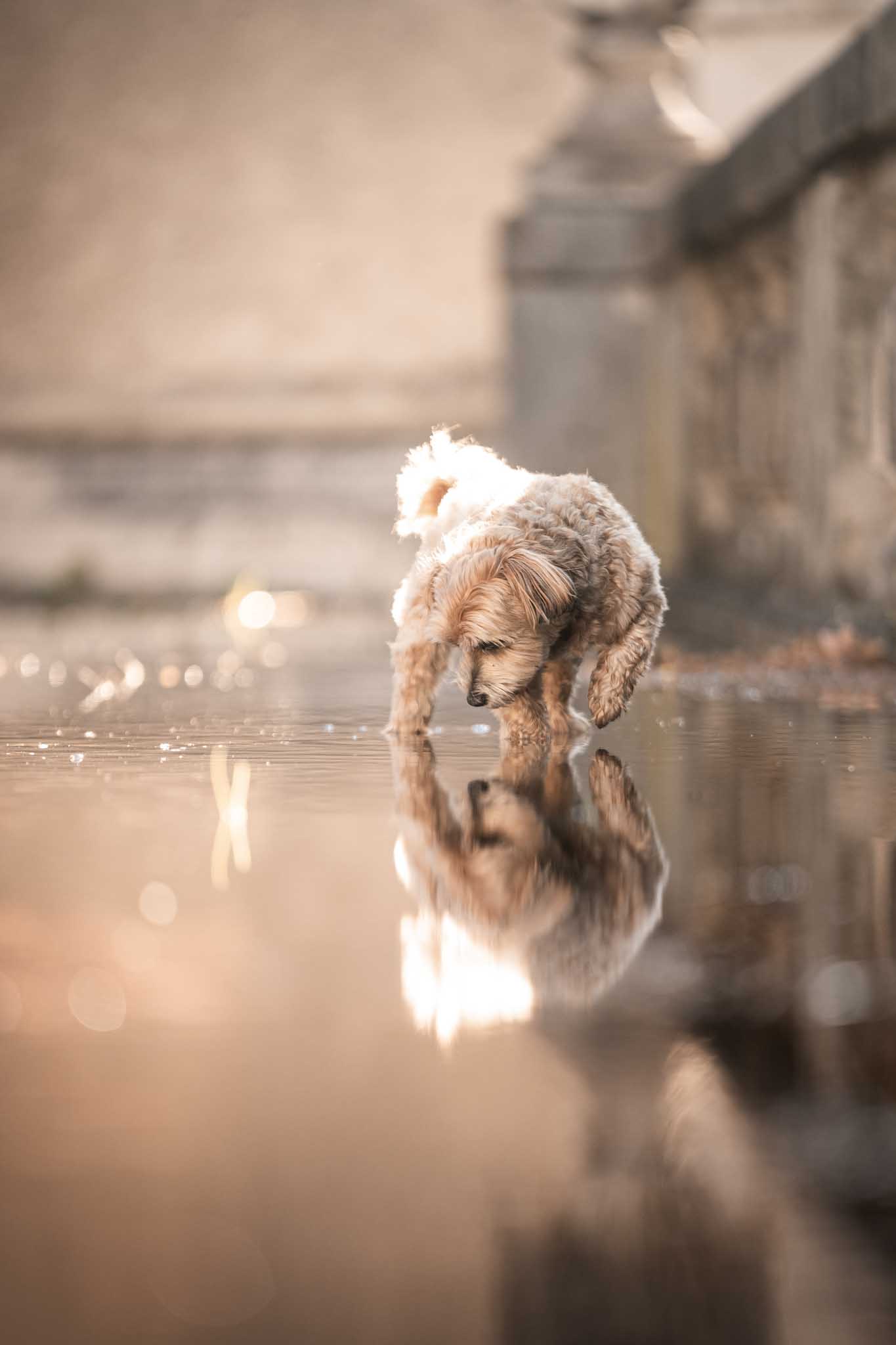 Hund spiegelt sich im Wasser