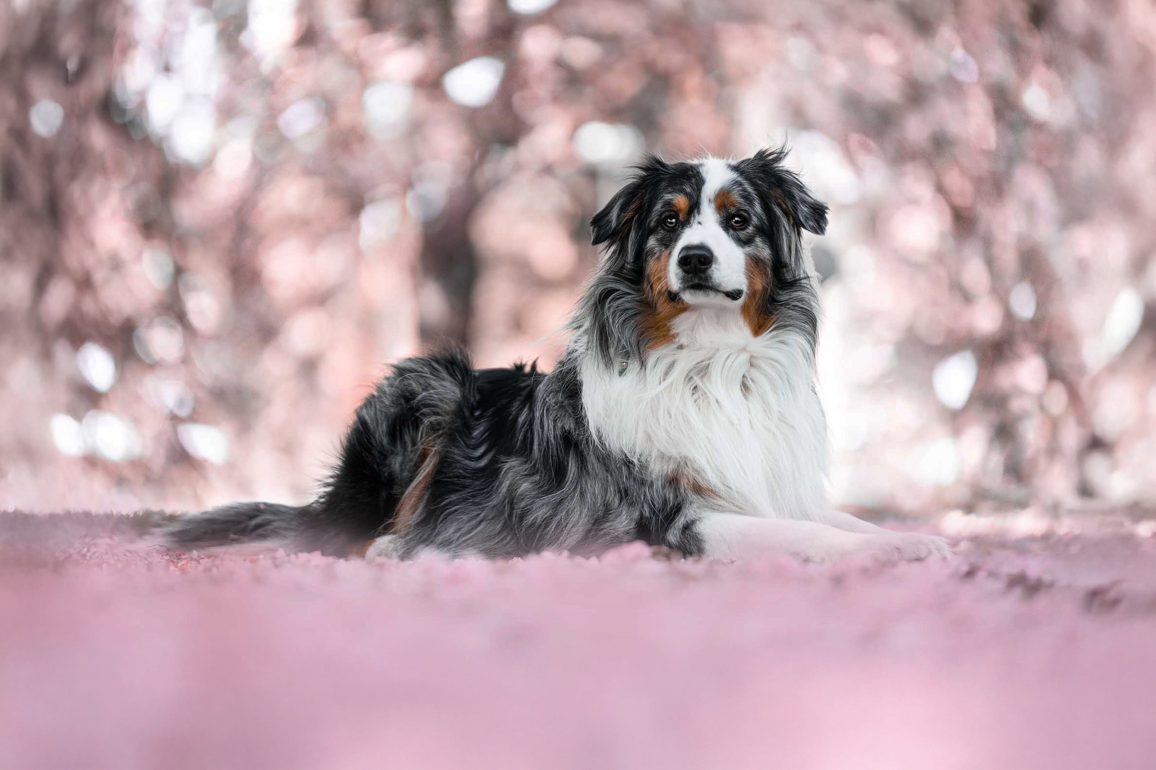 Hund im Blütenmeer
