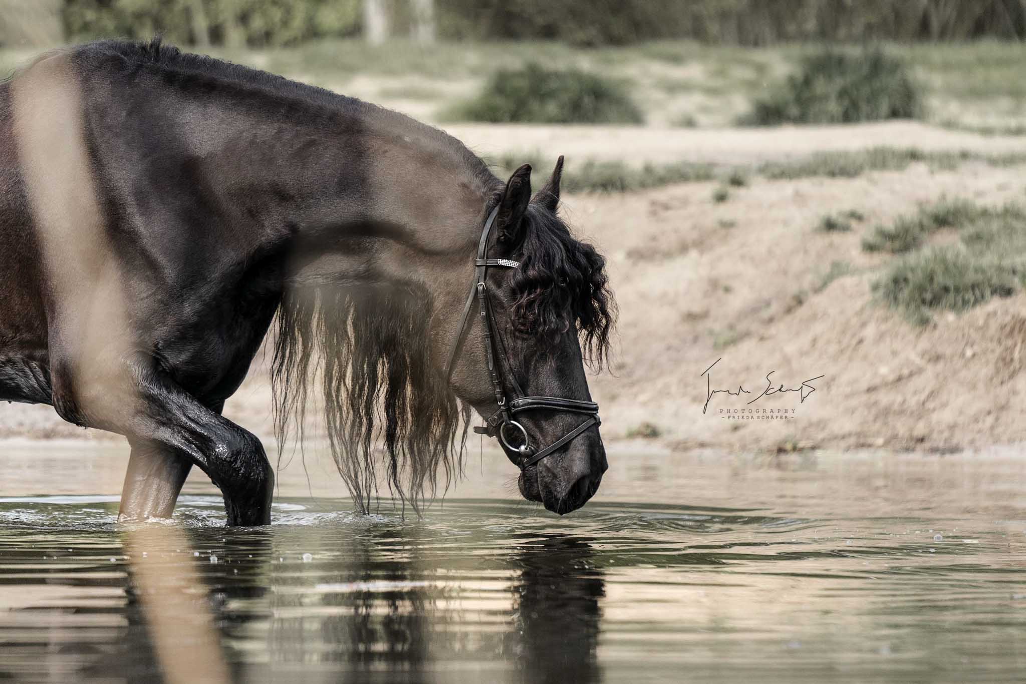 Tierbild