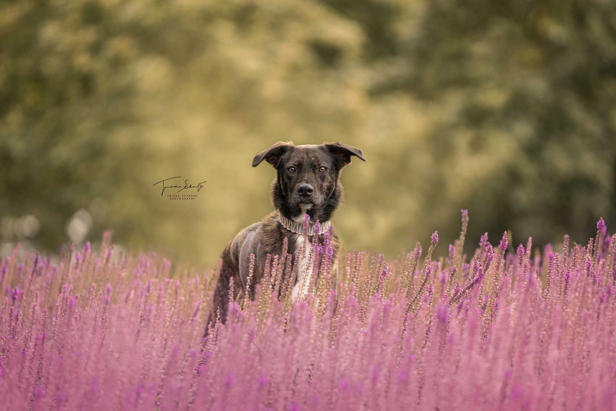 Tierbild
