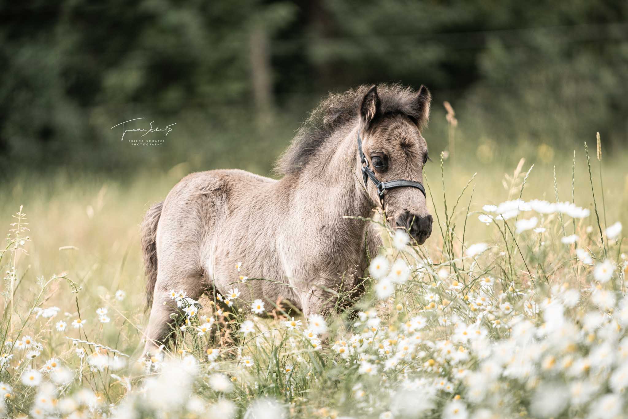 Tierbild