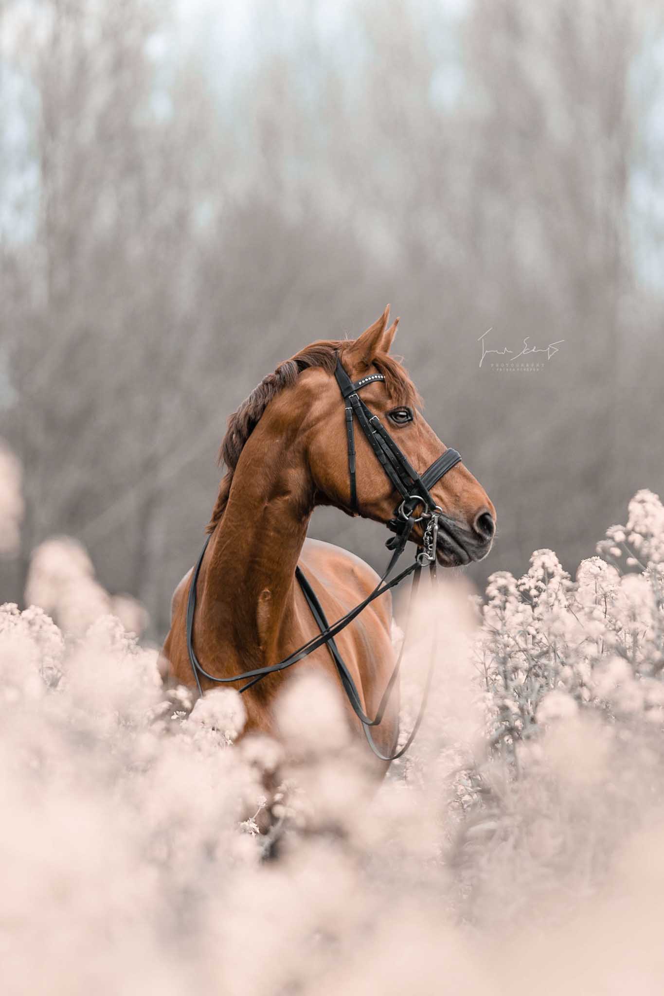 Tierbild