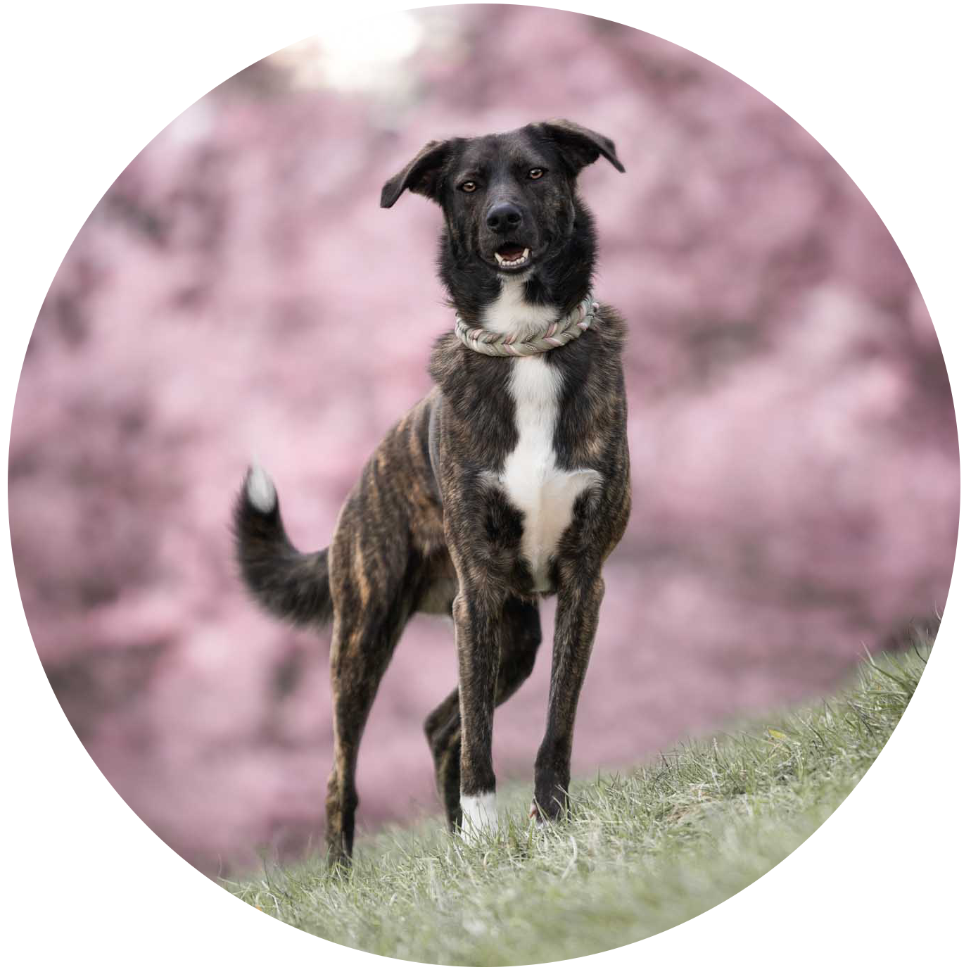 Hund steht vor Kirschblüten