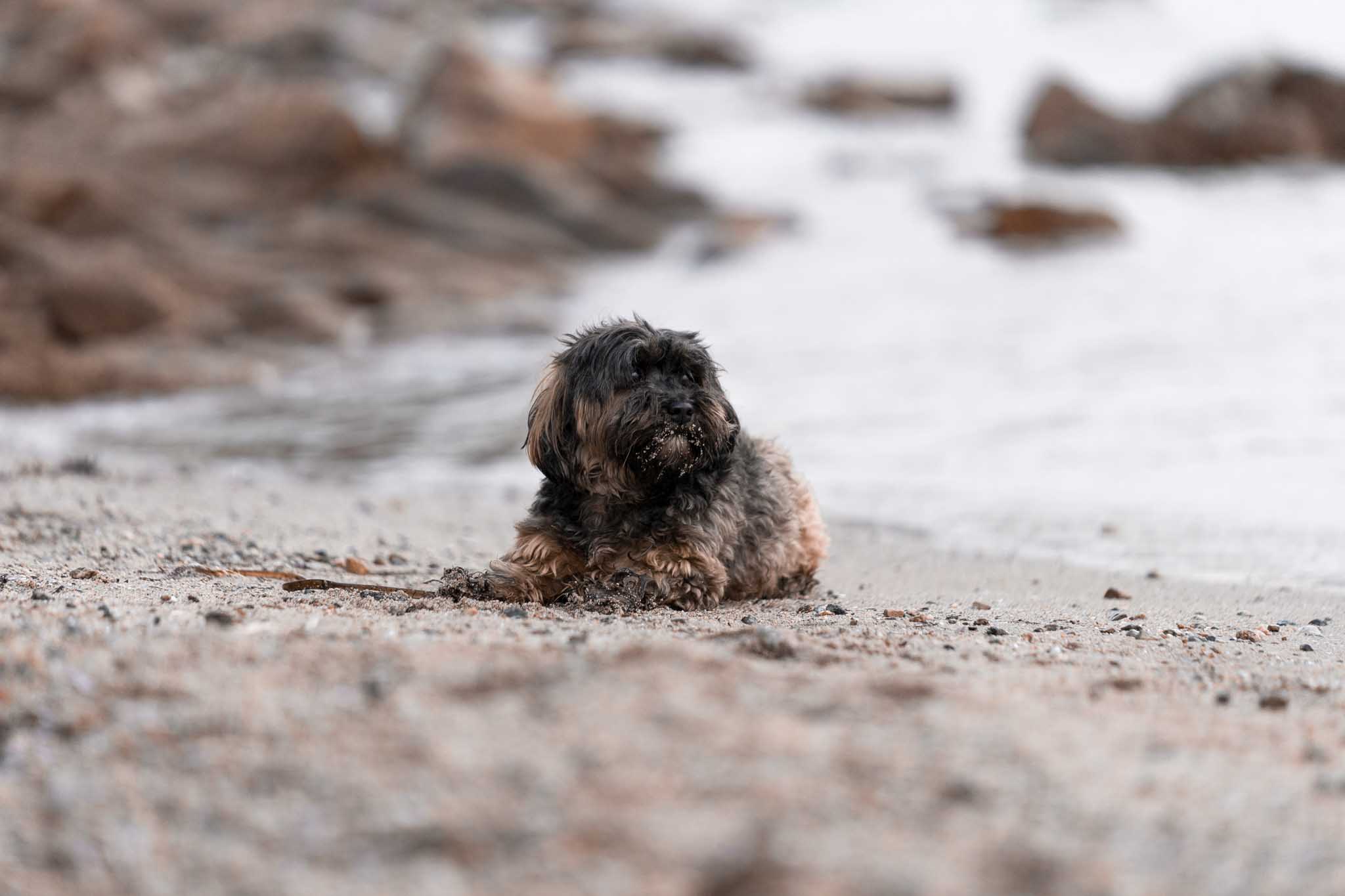 Hund liegt am Strand