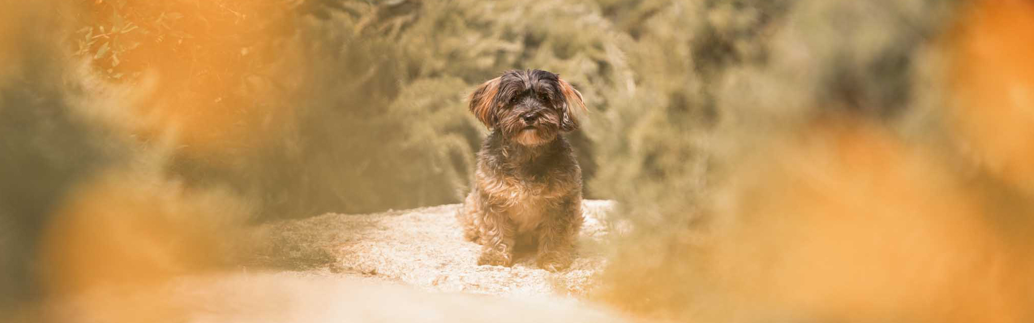 kleiner brauner Hund